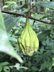 Calycanthus floridus