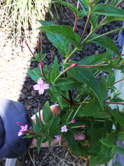 Epilobium glaberrimum
