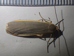Eilema depressa