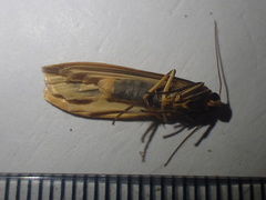 Eilema depressa