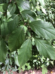 Calycanthus floridus