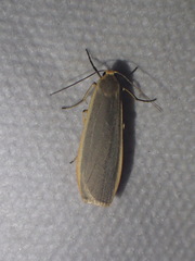 Eilema depressa