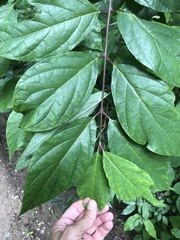 Calycanthus floridus