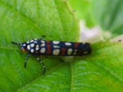 Cydosia curvinella