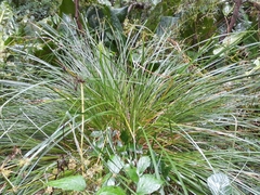 Carex paniculata