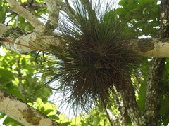Tillandsia juncea