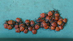 Pyrrhocoris apterus