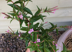 Epilobium glaberrimum