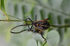 Pachylis acutangulus