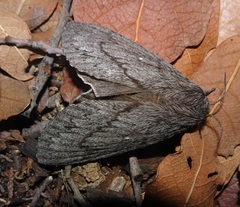 Gloveria arizonensis