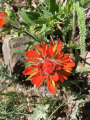 Castilleja hispida hispida