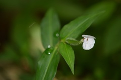 Commelina leiocarpa