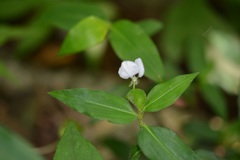 Commelina leiocarpa
