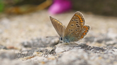 Polyommatus icarus