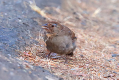 Melozone crissalis