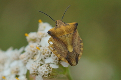 Carpocoris fuscispinus