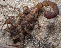 Centruroides nigrovariatus