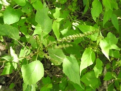 Acalypha macrostachya