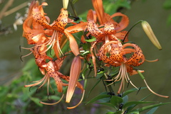 Lilium lancifolium