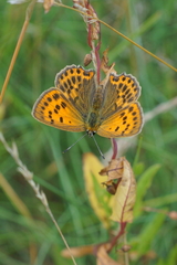 Lycaena virgaureae