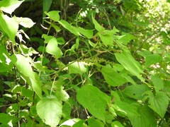 Acalypha macrostachya