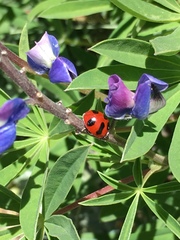Coccinella monticola