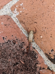 Centruroides nigrovariatus