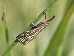 Chrysocramboides craterella