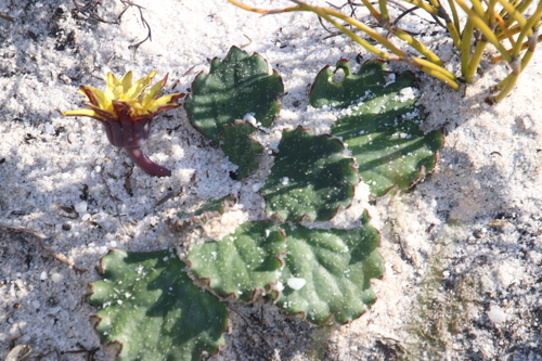 Image of Othonna heterophylla by (c) Tony Rebelo, some rights reserved (CC BY-SA)