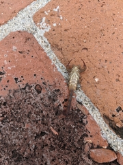 Centruroides nigrovariatus