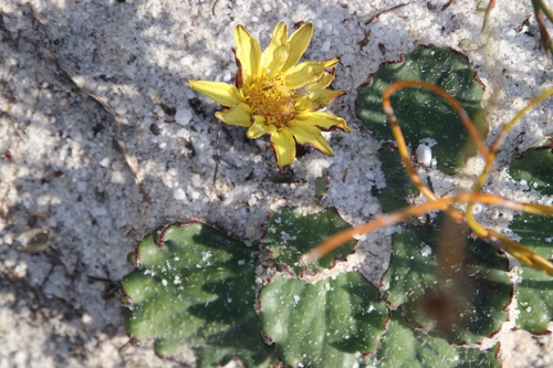 Image of Othonna heterophylla by (c) Tony Rebelo, some rights reserved (CC BY-SA)