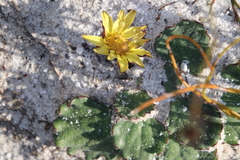 Othonna heterophylla