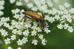 Stictoleptura rubra