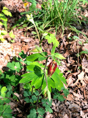 Aquilegia canadensis