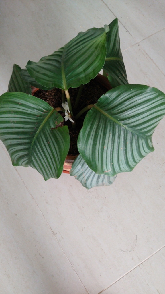 Calathea plant growing in shade