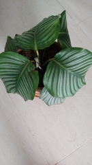 Goeppertia orbifolia