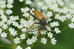 Stictoleptura rubra