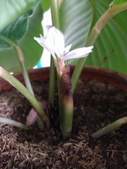 Goeppertia orbifolia