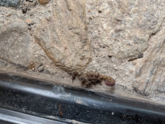 Centruroides nigrovariatus