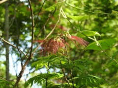 Calliandra houstoniana calothyrsus