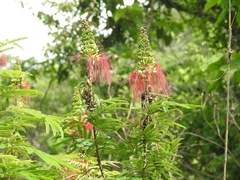 Calliandra houstoniana calothyrsus