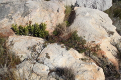 Pelargonium scabroide