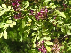 Lonchocarpus