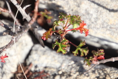 Pelargonium scabroide