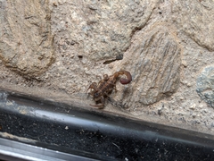 Centruroides nigrovariatus