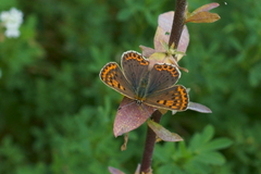 Lycaena tityrus