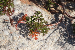 Pelargonium scabroide