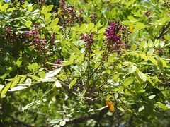 Lonchocarpus