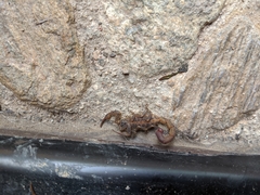 Centruroides nigrovariatus