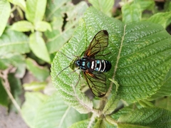 Gymnelia